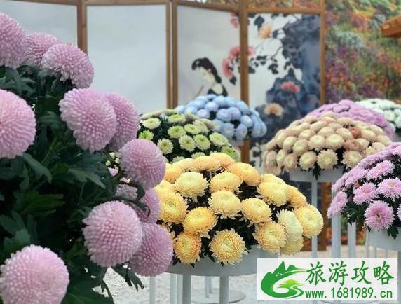 2021北京天坛公园菊花展开幕时间-赏花攻略