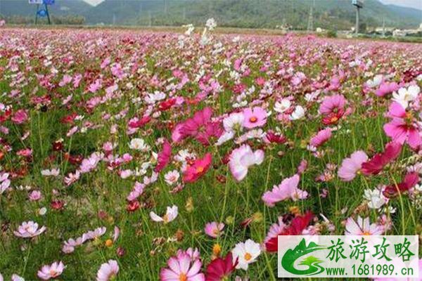 2021南京格桑花花海在哪里  南京​格桑花最佳观赏时期