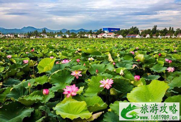 2021南京西埂莲乡荷花节时间-地址