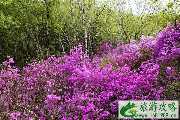 2021北京喇叭沟门杜鹃花文化节开幕时间-五一赏花好去处