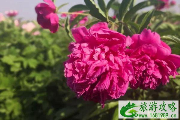 2021北京植物园牡丹花什么时候开 北京植物园牡丹花开放时间