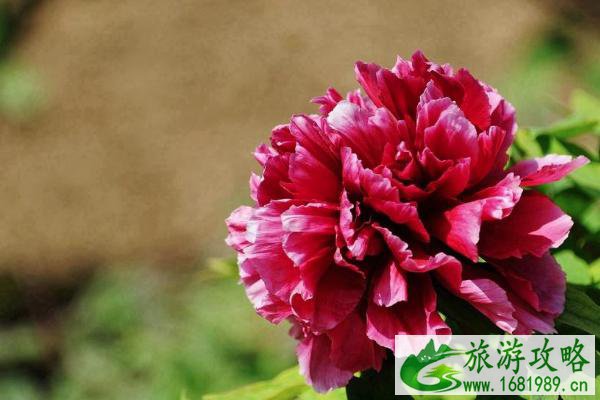 2021北京植物园牡丹花什么时候开 北京植物园牡丹花开放时间