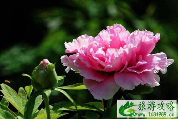 2021北京植物园牡丹花什么时候开 北京植物园牡丹花开放时间