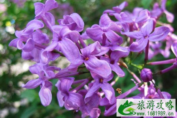 2021沈阳世博园丁香花什么时候开-最佳观赏时间-地点