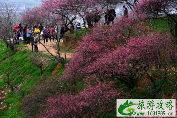 湖北春季赏花攻略 附十大赏花路线