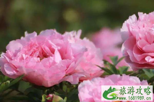 2021菏泽牡丹几月份开花-菏泽牡丹去哪看