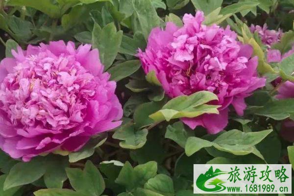 2021菏泽牡丹几月份开花-菏泽牡丹去哪看