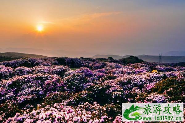 2021大理杜鹃花海在哪里-大理清水朗山杜鹃花最佳观赏期