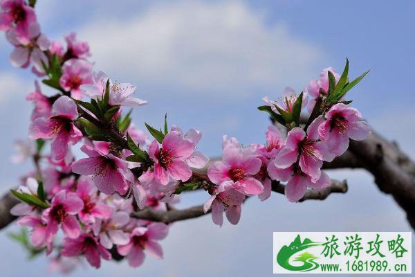 2021宽甸鸭绿江桃花节开幕时间-最佳赏花期