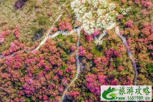 2021木兰云雾山杜鹃花什么时候开 云雾山杜鹃花门票及游玩攻略