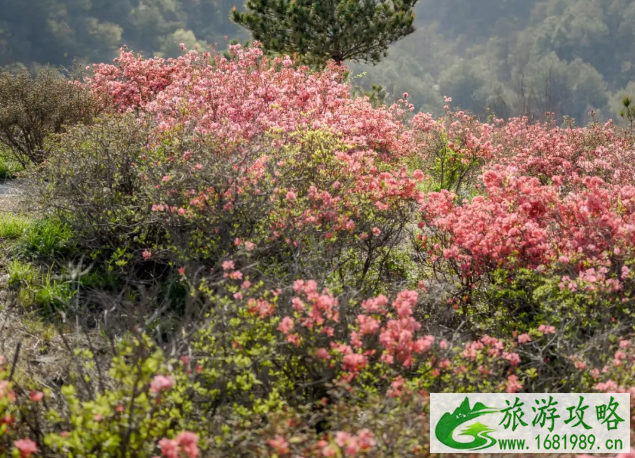 2021木兰云雾山杜鹃花什么时候开 云雾山杜鹃花门票及游玩攻略