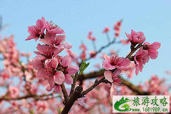 贵阳永乐桃花开了吗2021年 附交通指南及花期