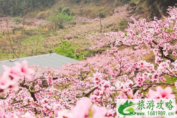 贵阳永乐桃花开了吗2021年 附交通指南及花期