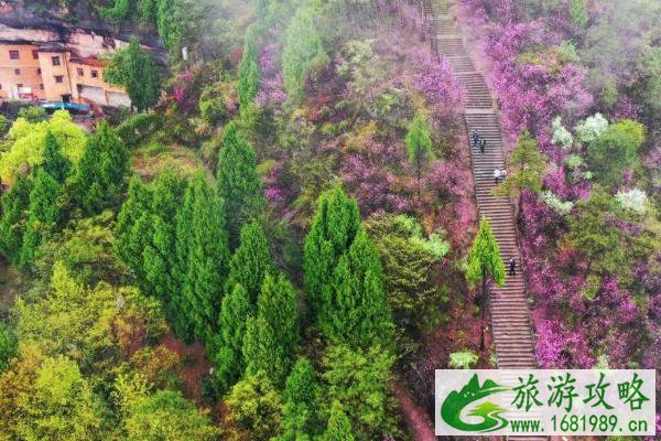 2021天台赤城山紫荆花什么时候开 天台赤城山紫荆花最佳观赏期