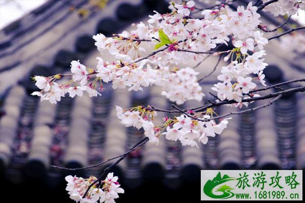 无锡樱花怎么拍照好看 无锡樱花什么时候盛开 无锡樱花怎么拍照好看 无锡樱花什么时候盛开