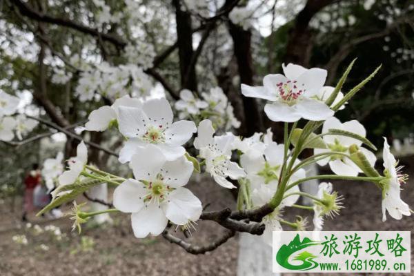 成都赏梨花的地方有哪些 成都赏梨花的地方推荐2021