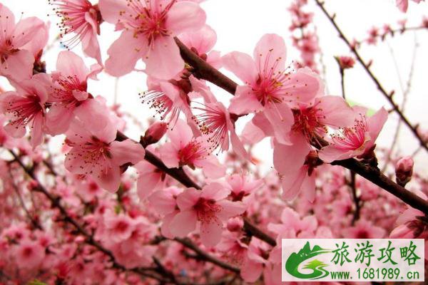 2021成都龙泉驿桃花节时间 成都龙泉驿桃花节活动详情