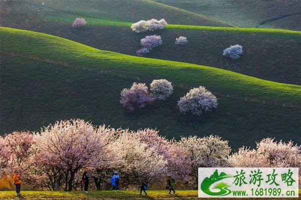 3月赏花最好的地方 3月赏花去哪里