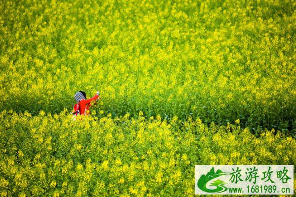 云南罗平看油菜花攻略 云南罗平油菜花最好的地方