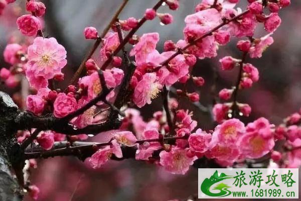 2021武汉植物园梅花什么时候开 武汉植物园梅花观赏地点