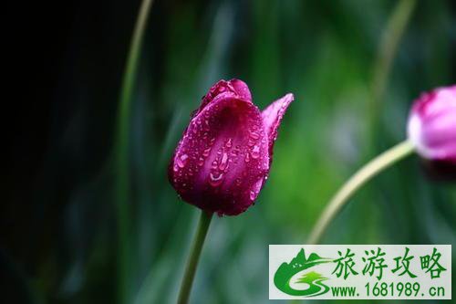 重庆春节赏花好去处 重庆春节赏花攻略2021