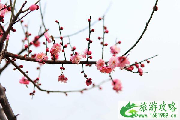 重庆赏梅花的地方 重庆赏梅什么地方好