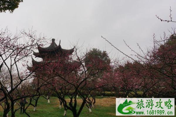 杭州超山风景区门票多少钱 2021杭州超山风景区门票优惠政策