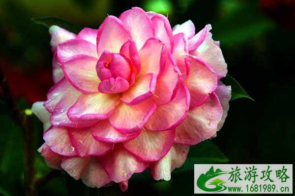 2021昆明金殿茶花几月份开 昆明金殿茶花赏花时间