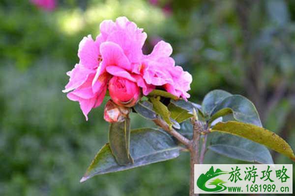 2021昆明金殿茶花几月份开 昆明金殿茶花赏花时间