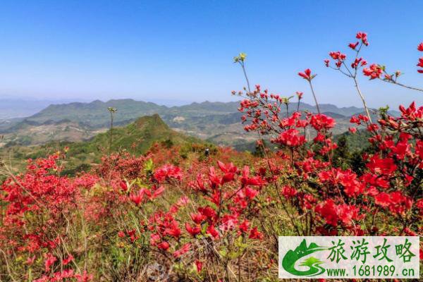 江门春季赏花的地方有哪些 江门春季赏花地点推荐