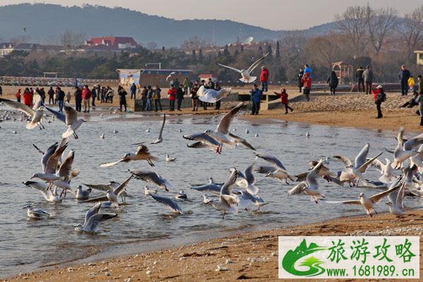 2020昆明观鸥最佳地点（市区）