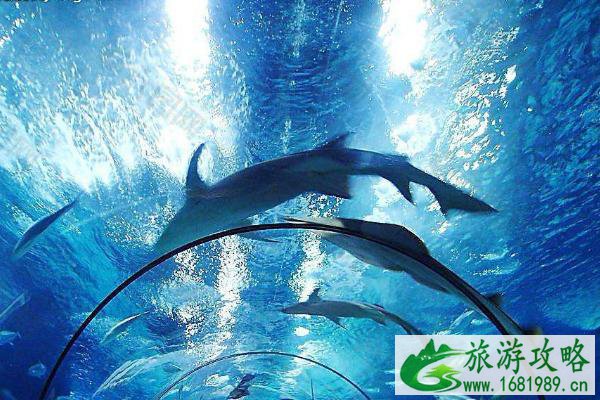 2020年上海海洋水族馆门票优惠政策