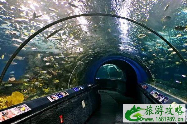 2020年上海海洋水族馆门票优惠政策