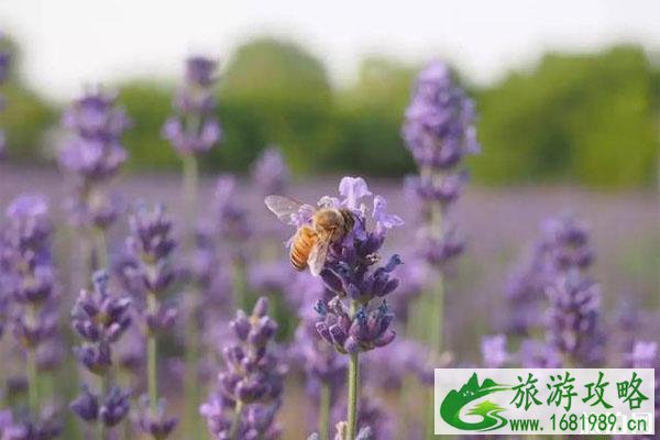 夏季上海周边赏花的地方推荐 上海周边六月旅游好去处