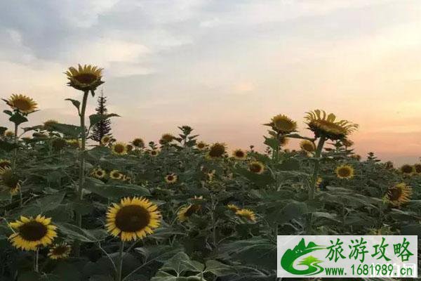 夏季洛阳赏花地点推荐 洛阳赏花攻略2020