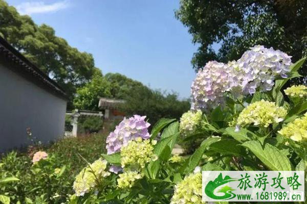 无锡哪里有绣球花 无锡绣球花景点推荐