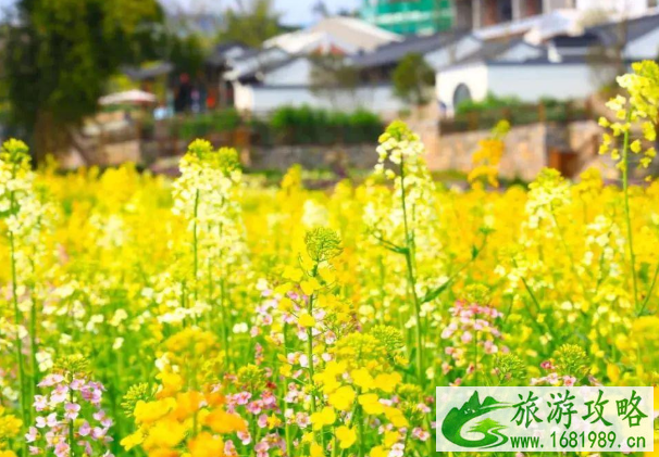 武汉油菜花什么季节开 2022武汉油菜花观赏地推荐