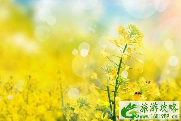 武汉油菜花什么季节开 2022武汉油菜花观赏地推荐