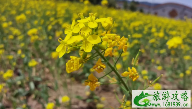 北京油菜花观赏地哪个最好?门票多少钱?