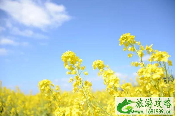 2022苏州油菜花免费景点有哪些 苏州油菜花景点在哪里