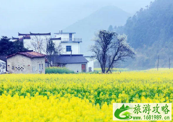 2022苏州油菜花免费景点有哪些 苏州油菜花景点在哪里