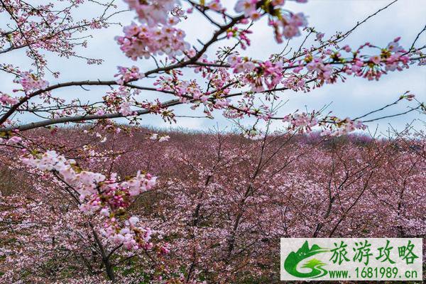 贵阳去平坝看樱花怎么坐车 平坝樱花最佳观赏时间