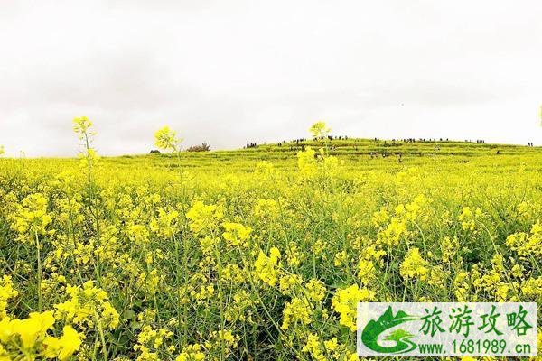 兴化油菜花最佳时间2022 什么时候最好看