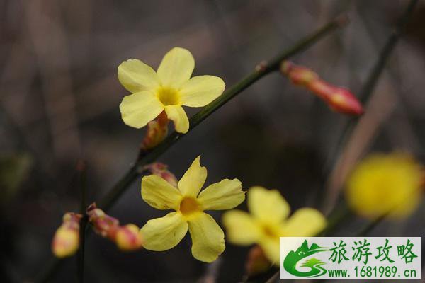 倒春寒会影响樱花和油菜花的花期吗