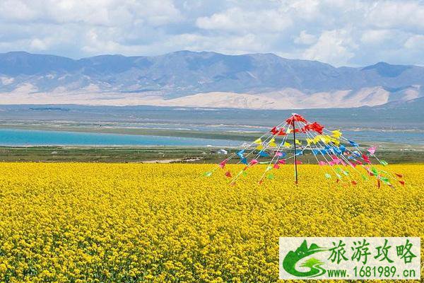 2022青海湖油菜花什么季节开 最佳观赏地点在哪里