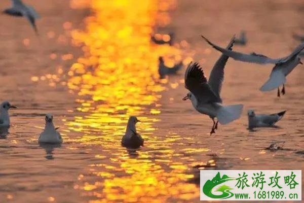 青岛观鸟的最佳季节级地点