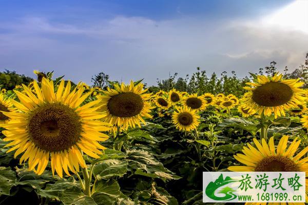 武汉马鞍山向日葵花海在哪里 