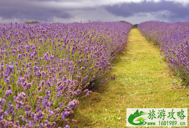 新疆薰衣草几月份开的最好-观赏地点推荐