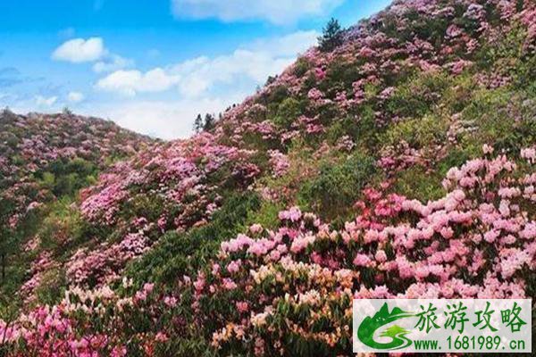 2021江西杜鹃花什么时候开花-哪里最漂亮