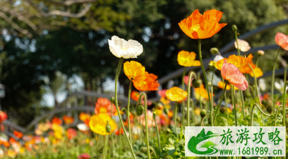 苏州春游赏花去哪里 苏州赏花景点介绍及花期